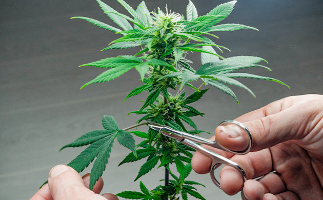 Дефолиация конопли Удаление крупных листьев