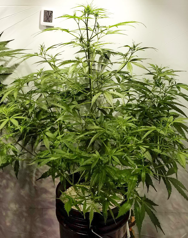Активный рост куста каннабиса Процесс вегетации каннабиса