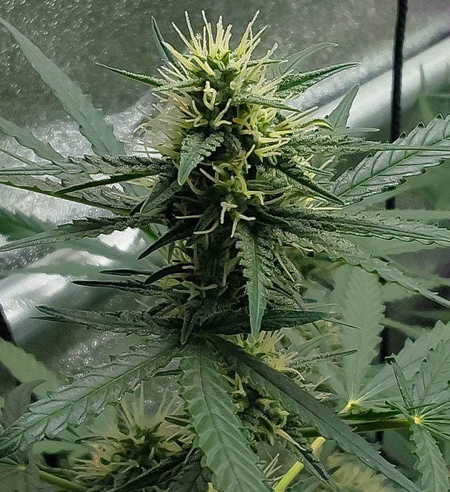 Mimosa Cake Auto на цветении Начало цветения Mimosa Cake Auto