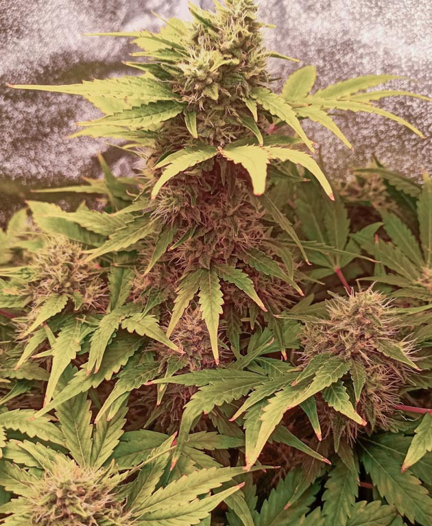 Появился паразит на 9 неделе выращивания Подготовка к сбору урожая