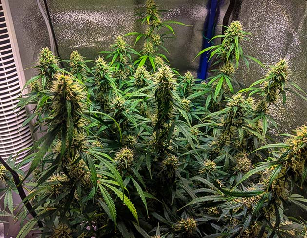 Остановка роста куста и набор массы шишек Куст конопли с развивающимися соцветиями