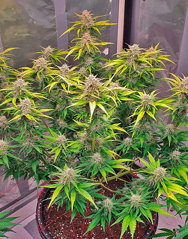 Стресс у сорта Banana Purple Punch Auto Пожелтевшие листья конопли