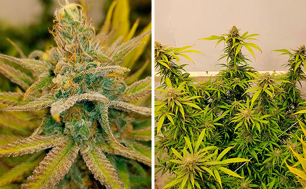 Как правильно сделать промывку конопли Amherst Sour Diesel марихуана