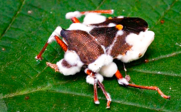 Грибковые споры на паразитах Уничтожение паразитов грибком