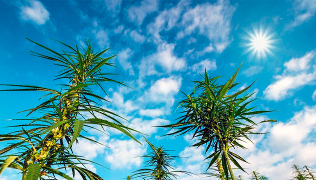 Проблемы с освещением в открытом грунте Переизбыток освещения в ауте