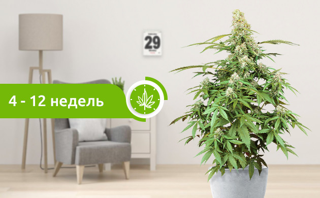 Время созревания гибридов Созревание гибридов 4-12 недель