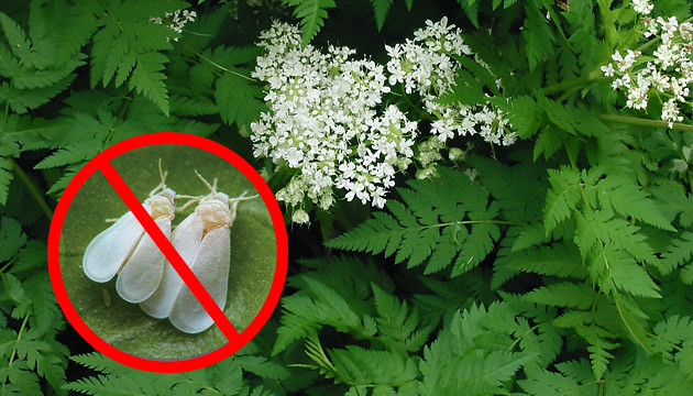 Дикая петрушка Кервель отпугивает тлю