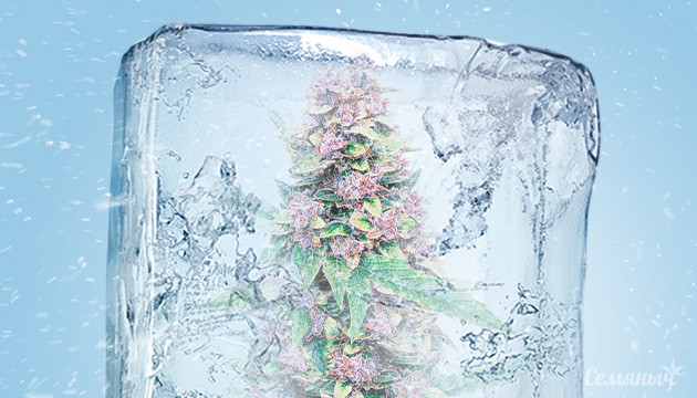 Заморозка конопли для хранения Как марихуана реагирует на заморозку