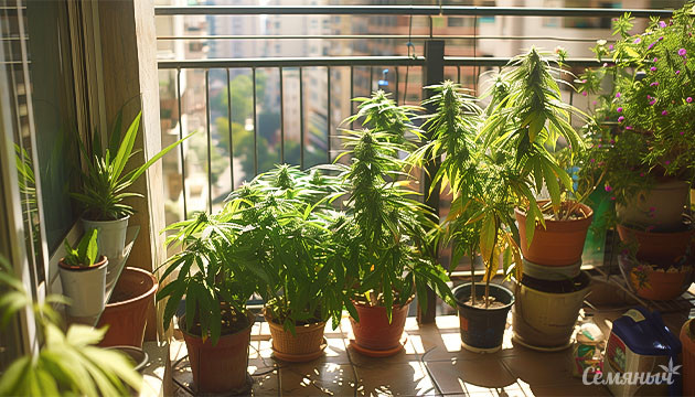Сорта конопли для выращивания на балконе Как вырастить каннабис на балконе