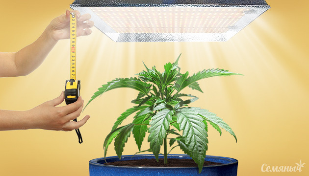 Расстояние от лампы до макушки конопли Расстояние от макушки до лампы
