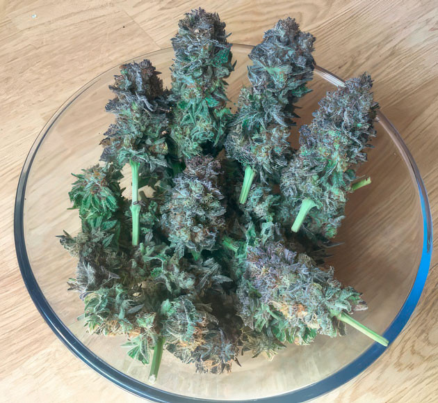 Сбор урожая и впечатления от грова Харвест