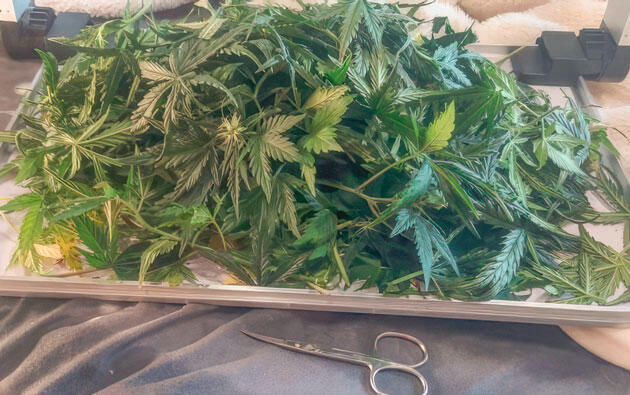 Срезанные листья каннабиса