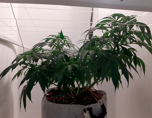 Перевод на цветение Glue Sherbet Перевод на цветение растения Glue Sherbet