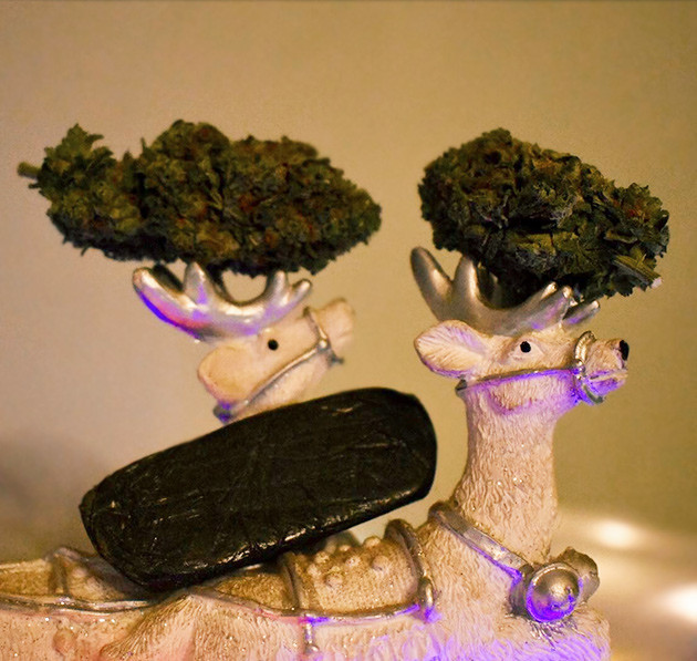 Сухие шишки Шишки конопли после сушки