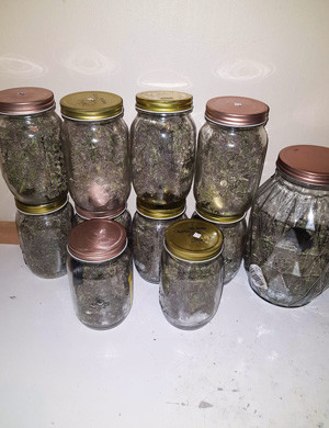 Урожай LSD Auto Харвест сорта LSD Auto