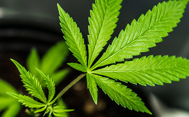 Конопляный лист Семипалый лист каннабиса