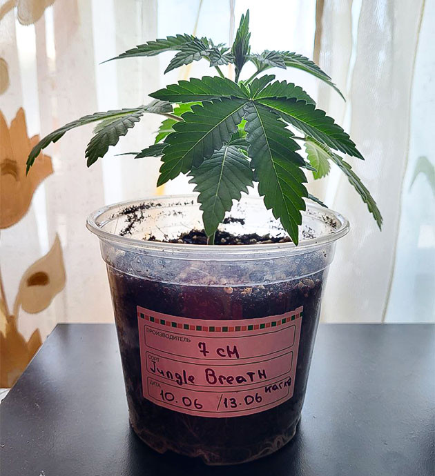 Полив и развитие марихуаны Росток Jungle Breath на 2 неделе выращивания