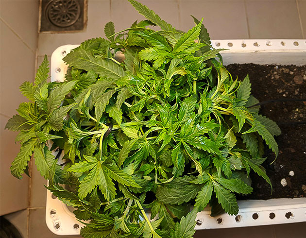 Тренировка растения Johnny Cage Auto Подготовка куста Johnny Cage Auto к цветению