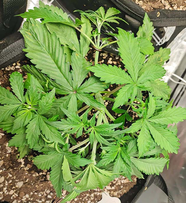 Растягивание ветвей по методу технике LST Подгибание ветвей конопли