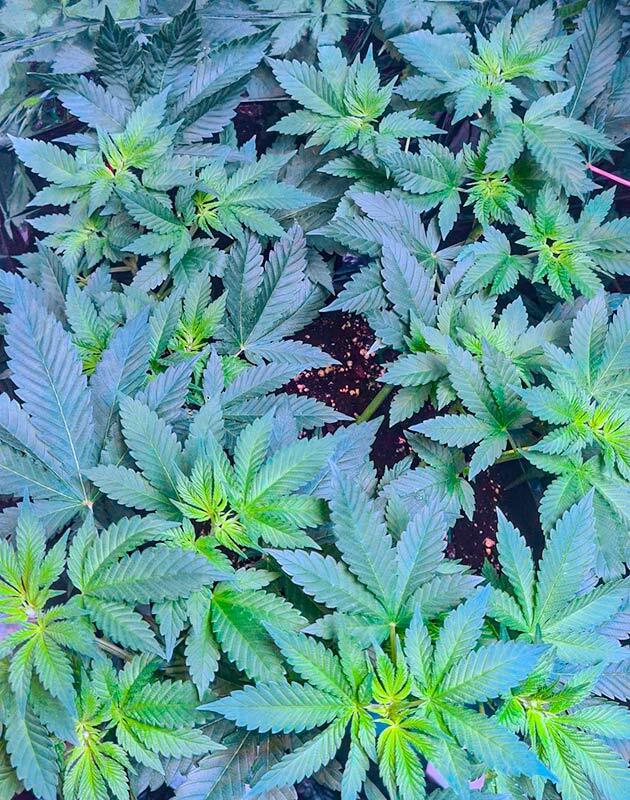 Поддерживающий уход за коноплей перед цветением Пятая неделя вегетации каннабиса