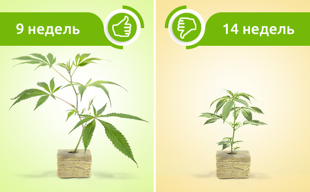 Время цветения клонов Сравнение продолжительности цветения клонов