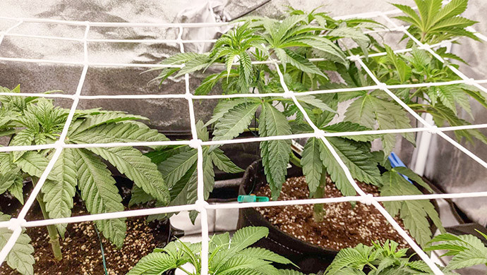 Lemon Tree: быстрый рост и небольшие проблемы Lemon Tree: радость быстрого роста