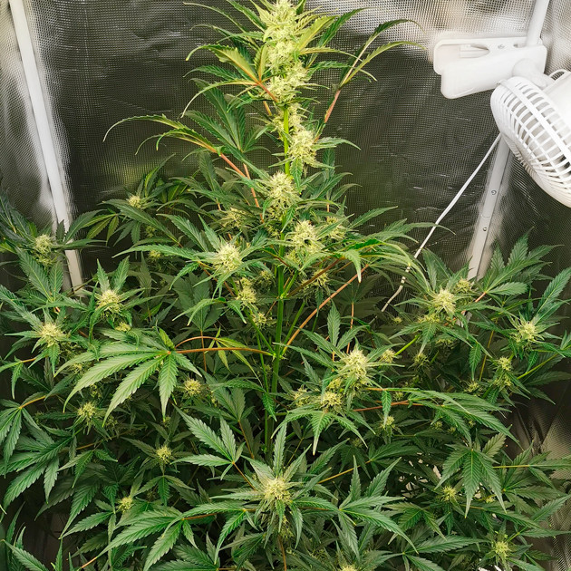 Развитие куста на 7 неделе 7 неделя выращивания