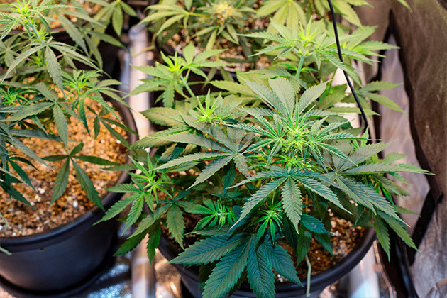 Переход на стадию цветения Кусты Runtz Auto от Barney's Farm на 6 неделе выращивания