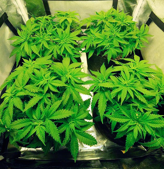 Перевод растений на стадию цветения Предцвет конопли