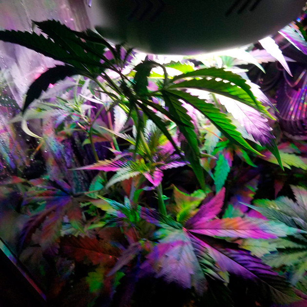 Стимуляция куста для цветения Использование темноты при выращивании