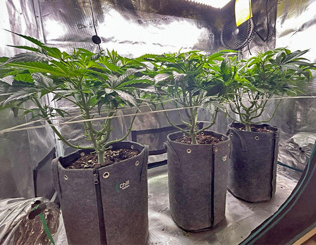 Дефолиация и перевод на цветение Кусты RS11 x Banana OG от Barney's Farm ростом 50 см