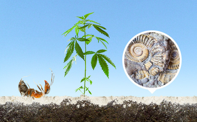 Диатомит против муравьев Использование диатомита при борьбе с муравьями