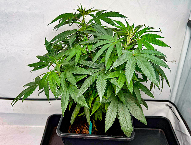 Вегетация конопли Куст Marshmallow OG от Compound Genetics на 9-10 неделе