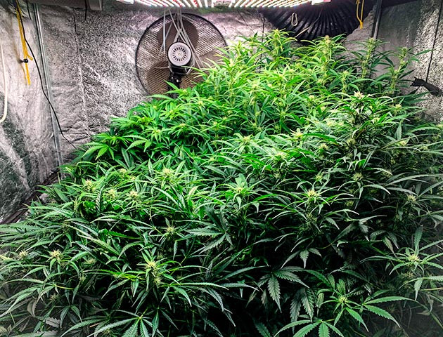 Выращивание сорта конопли Auto Cinderella Jack Гроурепорт сорта Auto Cinderella Jack