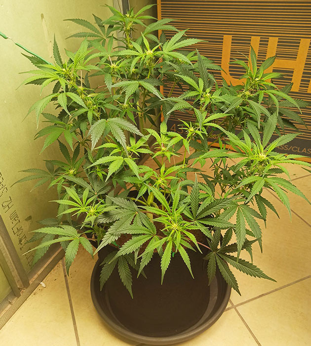 Конец второй недели цветения Формирование соцветий конопли