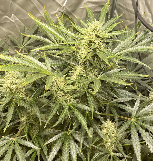 Активный рост шишек Куст Wedding Cake Auto на 8 неделе выращивания