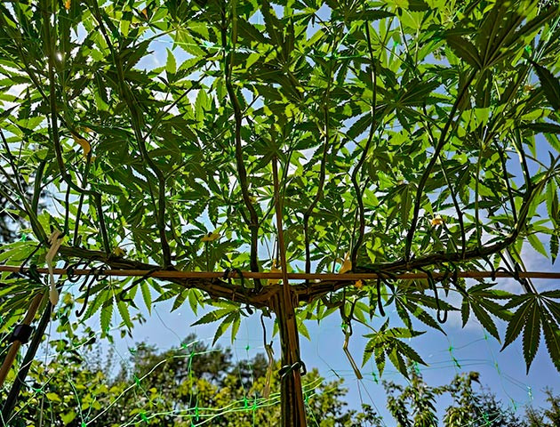 Дефолиация и мульча для конопли Куст Gorilla Cookies FF на стадии цветения