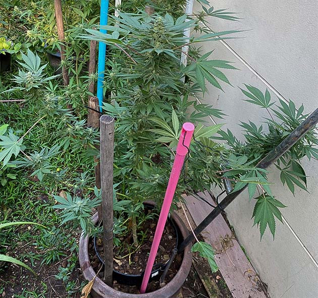 Цветение куста Golosa от Delicious Seeds Куст Golosa на цветении