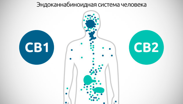 Эндоканнабиноидная система человека