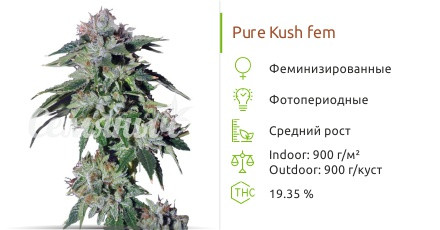 Сорт марихуаны Pure Kush Pure Kush от Green House Seeds