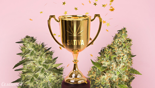 Подборка лучших сативных сортов 2019 года Лучшая Сатива 2019 года