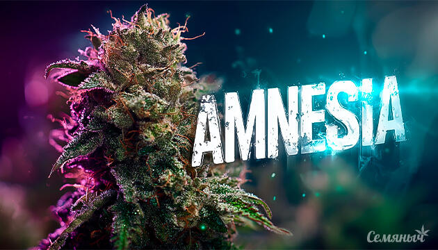 Amnesia: легенда с историей — как сорт покорил мир и стал классикой Канна-легенды: Amnesia