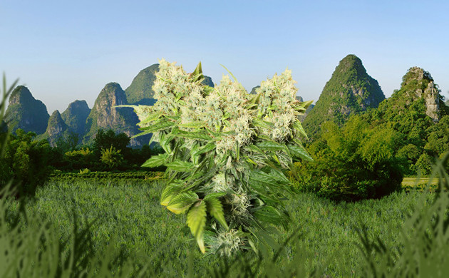 Увеличение количества кол на кусте Куст конопли с несколькими верхушками