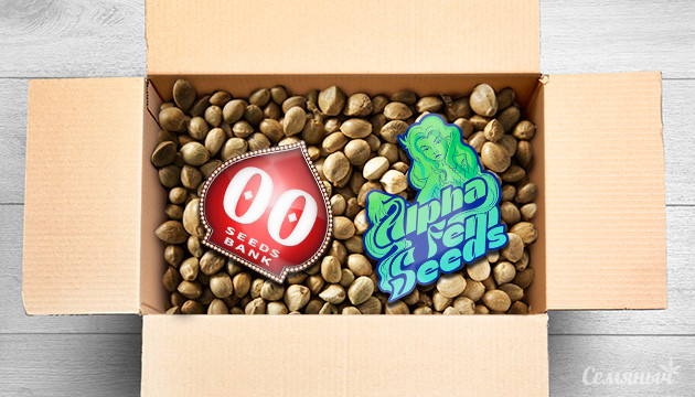 Новые семена конопли Новые сорта на Семяныче