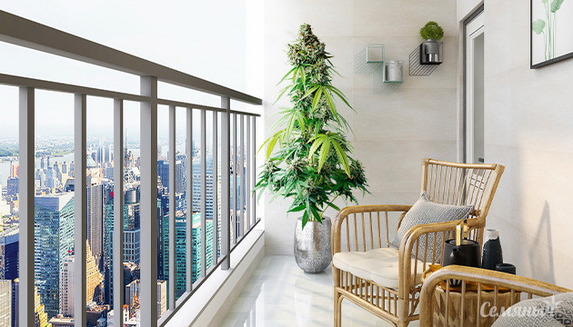 Большой куст на балконе Выращивание марихуаны на балконе