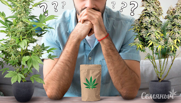 Разные растения из одной упаковки семян Различие во внешнем виде кустов конопли одного сорта