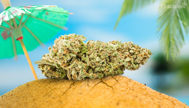 Подборка мощных сортов для Юга Сорта марихуаны для юга