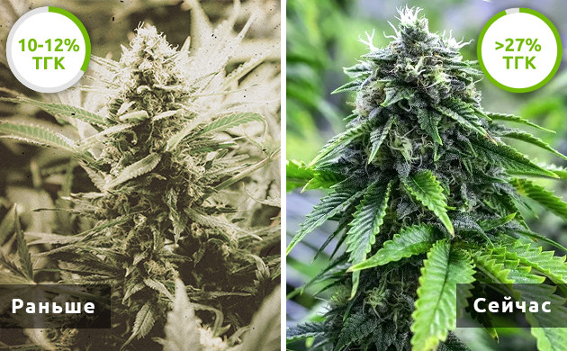 Как менялось содержание ТГК в автоцветах Содержание ТГК в автоцветах