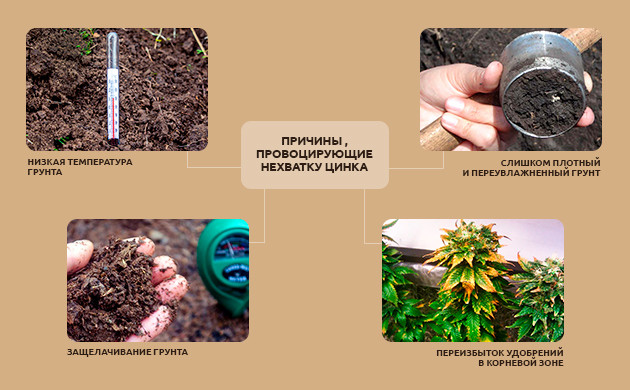 Проблемы сопровождающие дефицит цинка у конопли Симптомы нехватки цинка у кустов каннабиса