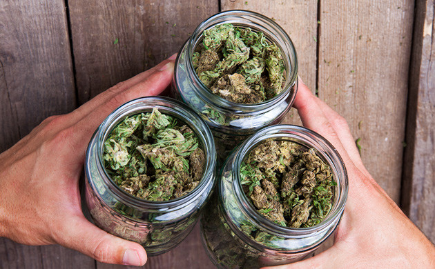 Терпены и каннабиноиды: основы миксологии Как правильно хранить и измельчать шишки